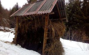 На Буковині дикі тварини не голодують
