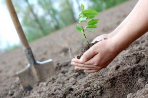 У Львові з’явиться парк з іменними деревами
