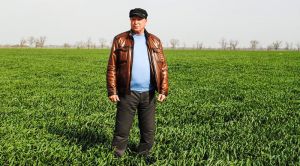 Січнева посівна як виправданий ризик?