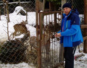 Випущені із загороди олені самі повернулися до кошари на обід