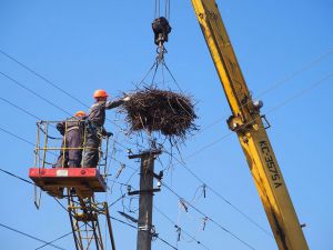 На Львівщині спорудили оселі для лелек