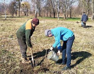 Дубно озеленюють: посадили 60 кленів у парку Афганців