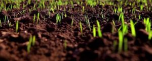 Від кризи на Хмельниччині рятуються на полях і городах