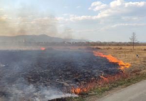 Поліція розшукала палія Долини нарцисів
