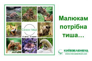 Міністерство енергетики та захисту довкілля нагадує: з 1 квітня у лісах розпочався «сезон тиші»