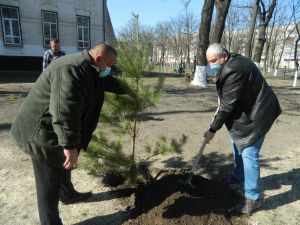 Сосни прикрасили райцентр на Черкащині
