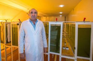 «Аромати» спиртзаводів поглинають водорості