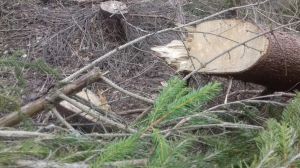 На Закарпатті незаконну вирубку лісу виявили прикордонники