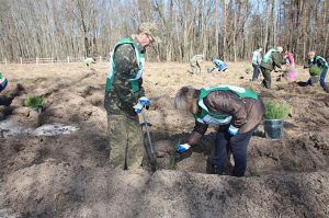 Державні лісгоспи Сумщини збільшили внесок до бюджету