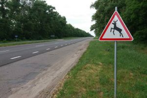 Чернігівщина: «Дикі тварини» — на автодорогах