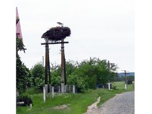 У Кам’яній Горі лелеки тягнуться до культури