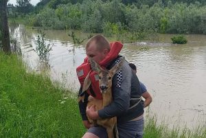 На Буковині рятували косуль-«робінзонів»