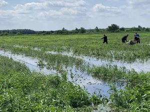 Волинь: Під водою врожай і надія селян