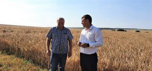 Івано-Франківщина: Збирають багато, та зерно невиповнене