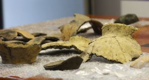 На Дніпропетровщині під час будівництва траси виявили унікальну знахідку 