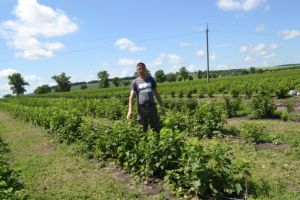 На пасовищі заклали ягідник порічок