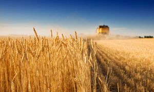 У степах Таврії завершилися жнива ранніх культур