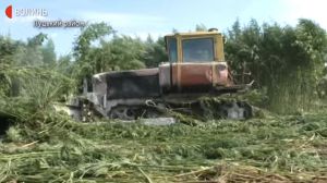 У спеціалізованих господарствах позаздрили б таким коноплям