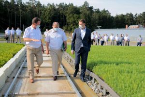 Стан та перспективи ведення лісового господарства
