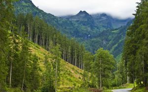 Ліс для Закарпаття — вище, ширше й більше, ніж ліс