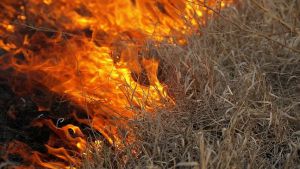 На Полтавщині горіли поля