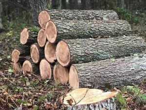 Волинь: З бензопилою по заповідному лісу