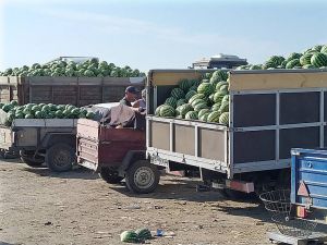 Кавунові хитрощі на степових баштанах Херсонщини 