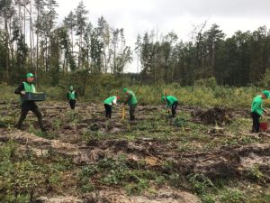 Хмельниччина: Ялини і модрини садили всією громадою