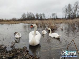 Чернівці: Для зимівлі лебедів відновлять дамби