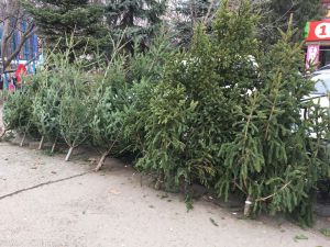 Дніпро: Відкриваються ялинкові базари
