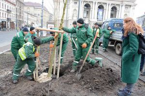 Перед театром опери та балету у Львові висадили платани