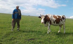 Дотації згуртували пасічників