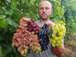 Виноградини — як яблука, грона — як кавуни