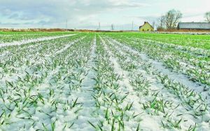 Від тріскучих морозів озимі сильно не постраждають
