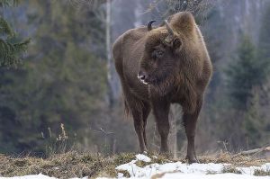 Львівщина: Нацпарк можна відвідати онлайн