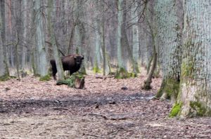 Волинь: Великі, але беззахисні зубри