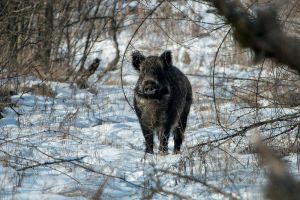 Запоріжжя: Підрахували копитних мешканців Хортиці