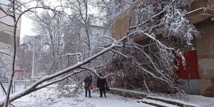 Одеса: Дерево зруйнувало стіну
