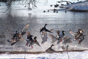 Гроші з... води