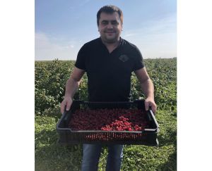 На Поліссі ентузіасти розвивають ягідництво
