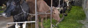 Підтримка фермерів була вагомою