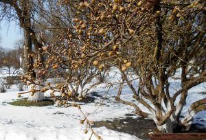 Волинь: Лесин кизил обіцяє щедро вродити