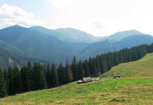 На Буковині просять передати у користування ліси