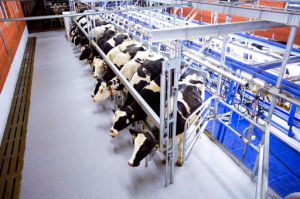 Сумщина: Вкладають гроші в АПК