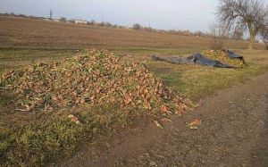 Викидають урожай