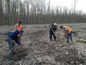 Закарпаття: Садять молодий ліс