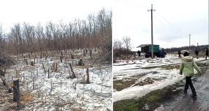 Суховії зривали чорнозем, зливова вода змивала городи, або Чому вирубують дерева?