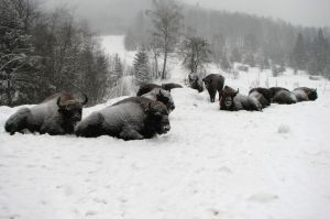 Найбільша популяція зубрів