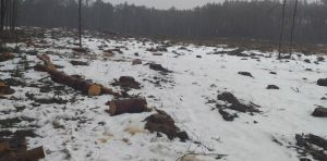 На Хмельниччині ландшафтний парк обікрали на 10 мільйонів