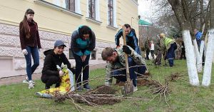 У Львові біля музею Івана Франка зацвітуть мальви